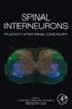 Spinal interneurons : plasticity after spinal cord injury
